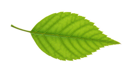 Obraz premium Single vibrant green leaf detailed view 17.