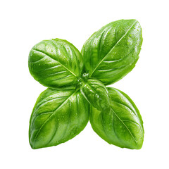 Fototapeta premium Fresh basil leaves, vibrant green, wet