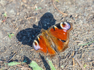 Peacock butterfly on the ground among the grass