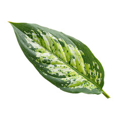 Close-up of a patterned plant leaf