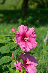 アメリカフヨウ