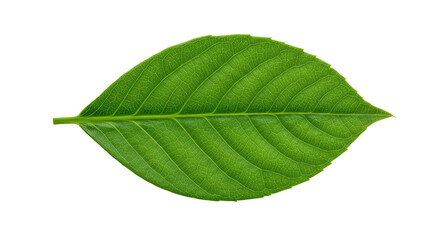 Obraz premium Single vibrant green leaf isolated on white 1.