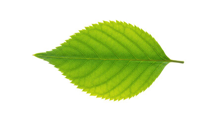 Obraz premium Single vibrant green leaf isolated on white 12.