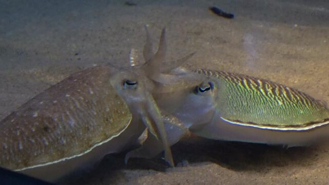 Golden Cuttlefish, Sepia Esculenta mating underwater on seafloor. Close up. 4K
