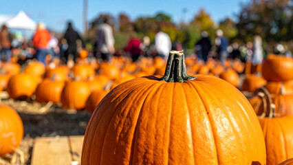 Pumpkin patch on sunny Autumn day. Close up of pumpkins.