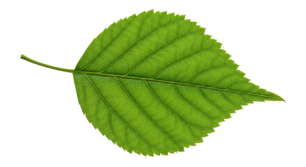 Single vibrant green leaf with serrated edges 3.
