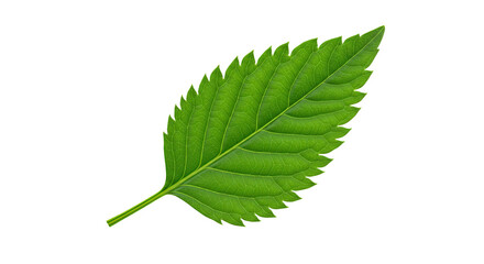 Fototapeta premium Single vibrant green leaf with serrated edges 5.