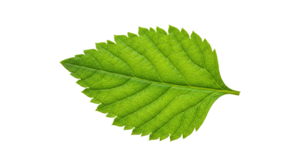 Single vibrant green leaf with serrated edges 12.