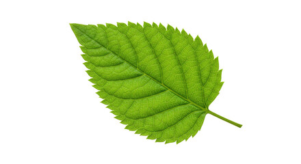 Obraz premium Single vibrant green leaf with serrated edges 13.
