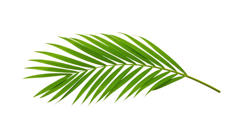 Single vibrant green palm frond isolated 5.