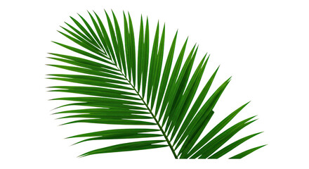 Obraz premium Single vibrant green palm leaf frond.