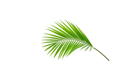 Fototapeta premium Single vibrant green palm leaf isolated 4.