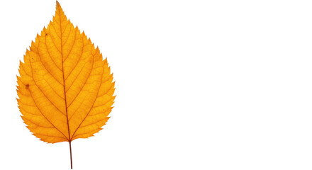 Single vibrant orange autumn leaf isolated.