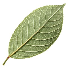 Obraz premium Almondleaf Willow Leaf Refined Botanical Foliage with Long Narrow Oval Shape Smooth Green Surface Subtle Vein Detail Natural Minimal Elegance and Fresh Organic Beauty on White Background