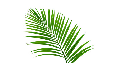 Obraz premium Vibrant Green Palm Frond Detailed Closeup.