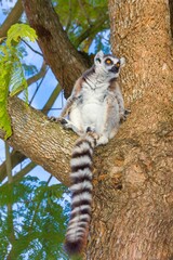 King Julian - lemur kata, Madagascar