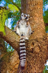 King Julian - lemur kata, Madagascar