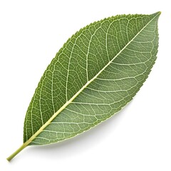 Globe Willow Leaf Elegant Botanical Foliage with Smooth Elongated Narrow Form Vibrant Green Surface Subtle Vein Details Natural Minimal Charm and Fresh Organic Beauty on White Background