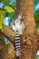 King Julian - lemur kata, Madagascar