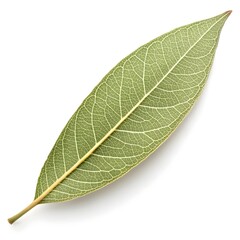 Osier Willow Leaf Elegant Botanical Foliage with Long Narrow Shape Smooth Green Surface Subtle Vein Pattern Natural Minimal Grace and Fresh Organic Beauty on White Background
