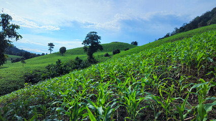 Fields of Green: A panoramic view of a lush, verdant hillside, showcasing a vibrant field of crops under a blue sky.