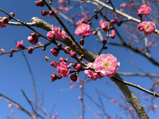 beautiful pink sakura flowers in the garden