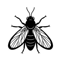Drain Fly Small Insect