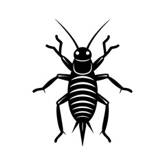 Jerusalem Cricket Large