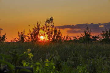 The vibrant sun sets behind the horizon, filtering through the silhouettes of bushes and grass. The photograph captures the atmosphere of a warm summer evening, as the sky takes on rich orange and gol © Олег Струс