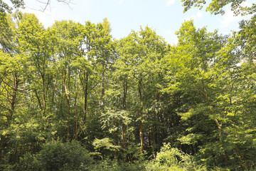 Fototapeta premium A view from below of a dense forest canopy, where tall trees form a continuous green carpet against a light sky. The photograph conveys a sense of height and the majesty of nature, creating an immersi