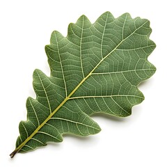 Japanese Evergreen Oak Leaf Refined Botanical Foliage with Smooth Elongated Oval Shape Deep Green Texture Prominent Vein Details Natural Minimal Elegance and Fresh Beauty on White Background