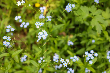 Delicate blue forget-me-not flowers blooming among green vegetation. The photograph focuses on the fragile details of these flowers, creating a spring and tranquil background perfect for design or ill