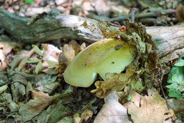 A fragile, pale yellow mushroom emerges through dry leaves and branches on the forest floor. This image conveys a sense of peace and intimacy, highlighting the delicacy of nature in its natural enviro
