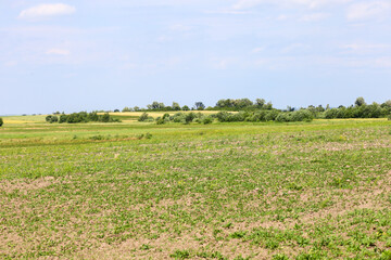 Fototapeta premium A wide field with young sprouts stretches to the horizon, filling the atmosphere with a sense of spaciousness. A distant row of trees separating the cultivated land from the green meadows adds depth t