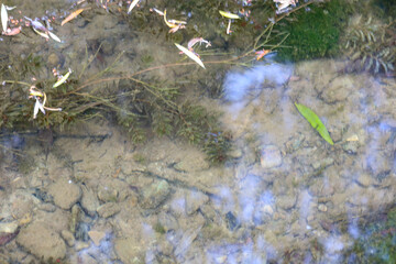 Clear water reveals a rocky bottom, scattered with fallen leaves and underwater plants, showcasing a rich natural world. Small reflections on the water's surface create a sense of peace and idyll.