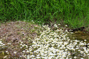A whimsical carpet of small white flowers spreads across the wet ground near a stream, where they are surrounded by lush green grass. This spring micro-landscape creates an idyllic sense of nature's a