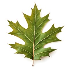 Fototapeta premium Pin Oak Leaf Elegant Botanical Foliage with Deeply Lobed Shape Bright Green Surface Sharp Vein Structure Natural Minimal Form and Fresh Organic Beauty on White Background