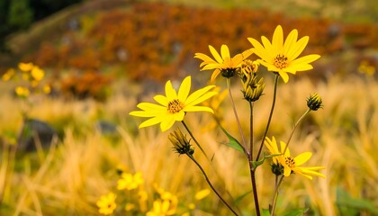 Bright yellow flowers in a field of golden grasses