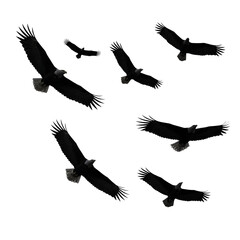 Fototapeta premium Silhouettes of eagles in flight against a white background