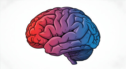 Human Brain Anatomy Illustration in Red and Blue