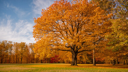 黄葉の面積比を高めつつ木漏れ日を控えめに散らしロングコピーでも可読性が落ちない整理された配色で多業種に横展開しやすい背景.生成AI
