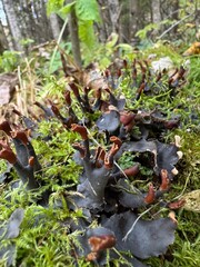 Lichens