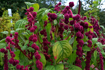Purple Flowers of Elephant Head Amaranth