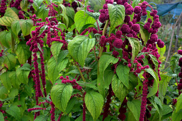 Purple Flowers of Elephant Head Amaranth