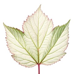 Obraz premium Withe Rod Viburnum Leaf Elegant Botanical Foliage with Smooth Oval Form Rich Green Texture Fine Vein Details Natural Minimal Shape and Bright Organic Freshness on White Background