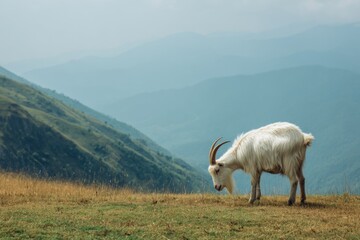 Fototapeta premium White Goat Grazing on Verdant Grass with Mountain Backdrop