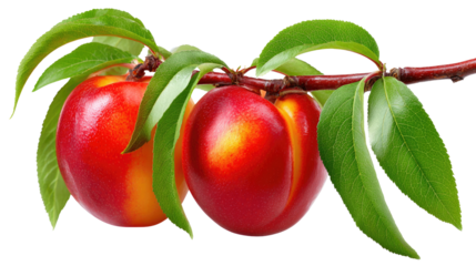 Nectarine Perfection: A pair of ripe nectarines, nestled amidst vibrant green leaves on a delicate branch, offer a sensory experience of freshness and natural sweetness.
