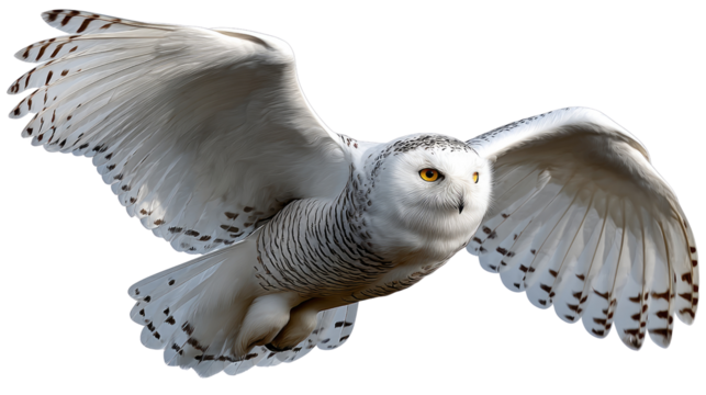 Snowy Owl in Flight: A majestic snowy owl soars through the air, showcasing its impressive wingspan and piercing gaze, set against a blurred backdrop