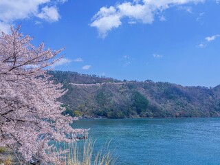 青空バックに見る奥琵琶湖の満開の桜並木の情景