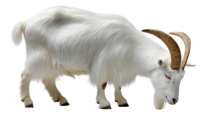 Goat Grazing Serenity: A pristine goat, characterized by its gleaming white coat and majestic horns, indulges in a moment of peaceful grazing. A close-up capturing the animal's tranquil essence.